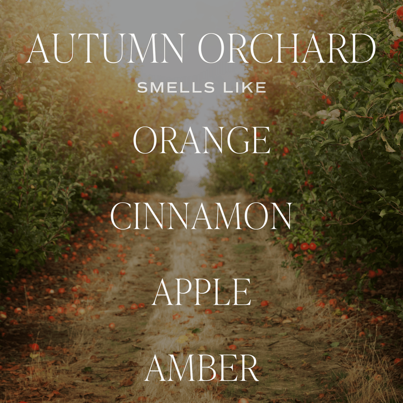 Autumn Orchard Soy Candle | 9oz. Clear Jar (Mulled Cider) - Sweet Water Decor - Candles