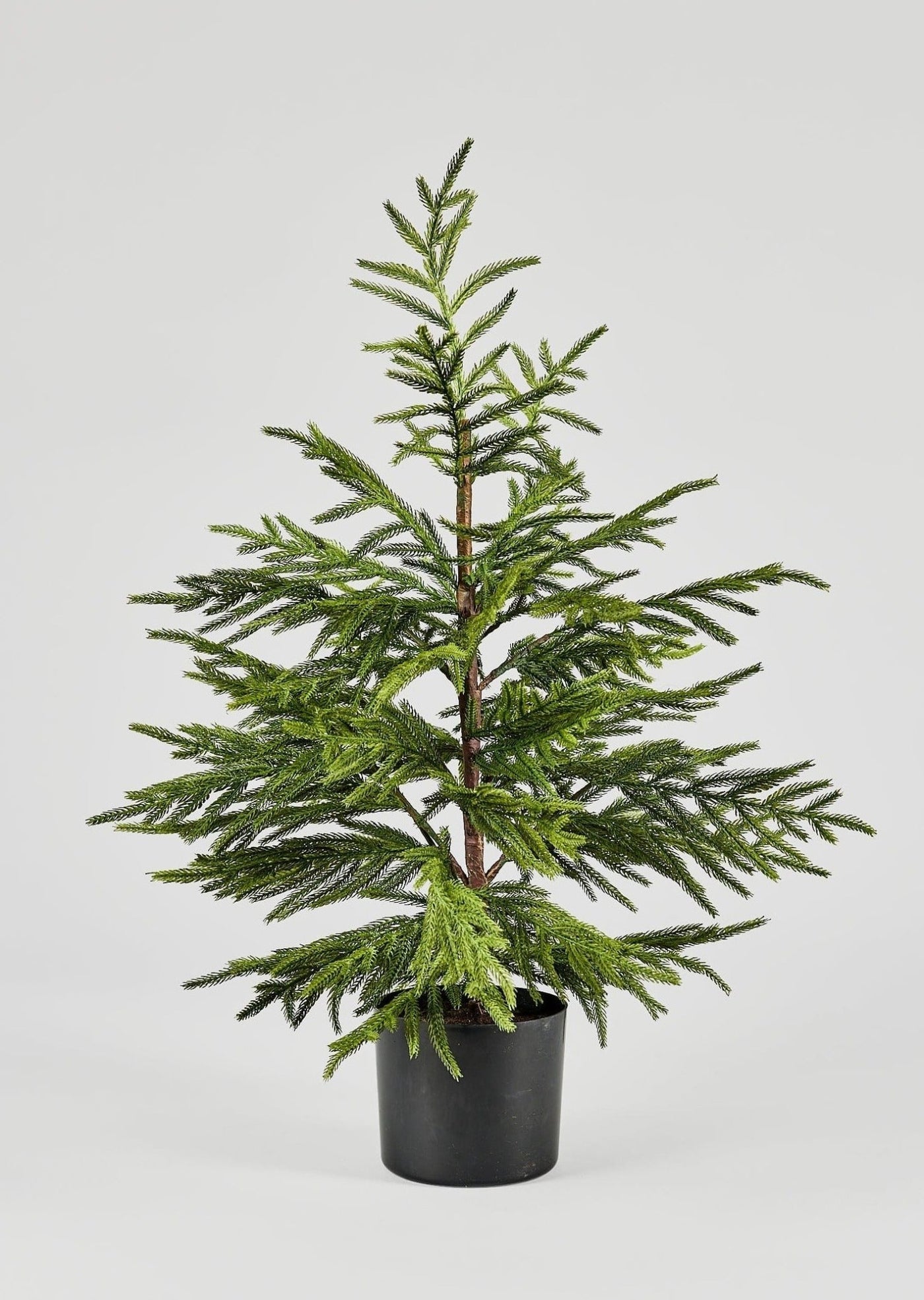 Afloral Artificial Norfolk Pine Tree - 36" - Sweet Water Decor - Faux Plant